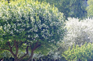 Bahar manzara fotoğrafları. Çiçek açması elma ağaçlarının