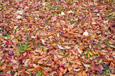 Doku, arka plan, desen. Sonbahar yaprakları yaprakları yere. Kırmızı sarı yakut