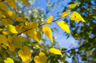 Doku, arka plan, desen. Lindens sonbahar yaprakları bir ağaçta sarıdır. Sayaç ışıkta fotoğraflandı. Linden, kireç, sahte, sahte, stumer, ıhlamur ağacı