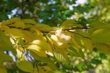 Doku, arka plan, desen. Sonbahar kuş kiraz bir küçük yabani kiraz ağaç ya da çalı, kuşlar tarafından yemiş acı siyah meyve ile.