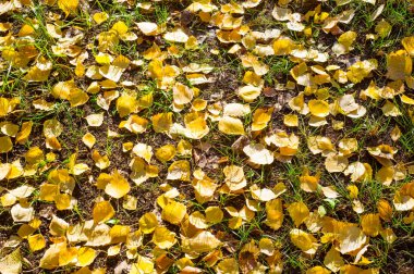 Doku, arka plan, desen. Sonbahar yaprakları yaprakları yere. Kırmızı sarı yakut