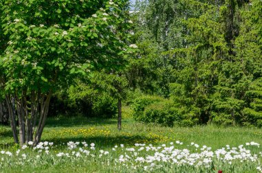 Bahar kentsel peyzaj. Şehir parkları. büyük şehir parkı yeşil çim alanı. güzel sabah ışık yeşil çim sahası ile kamu parki