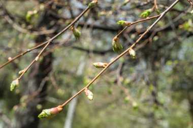Arka plan resmi, bahar peyzaj, ağaçlar ilk yaprak dokusu