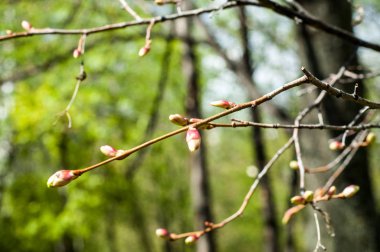 Arka plan resmi, bahar peyzaj, ağaçlar ilk yaprak dokusu