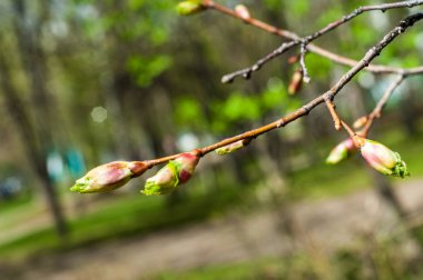 Arka plan resmi, bahar peyzaj, ağaçlar ilk yaprak dokusu