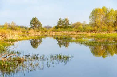 Bahar manzara. Bir güzel bahar yatay bir bataklık, gündoğumu. Yeşil orman ve bulutlu gökyüzü bulutlu. Açık havada doğal çevre kavramı.