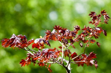 Acer rubrum kırmızı akçaağaç, bataklık, su veya yumuşak akçaağaç, olarak da bilinen Doğu ve Orta Kuzey Amerika'nın en yaygın ve yaygın yaprak döken ağaçlar biridir.
