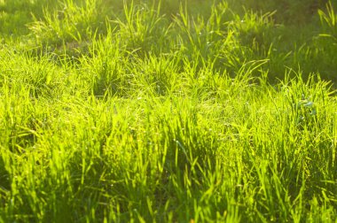 Doku, arka plan, desen. Güneş tarafından aydınlatılmış çim aydınlatma