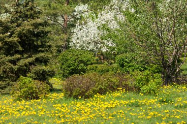 Bahar manzara, elma. Bahar çiçekleri. Bir arka plan doğa, bahar çiçekleri çiçek açması bir elma. Romantik zerafet Vintage Illustration yaprak ve çiçek bir elma ağacının ile