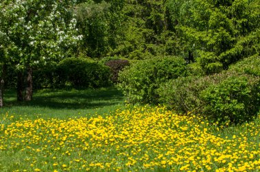 Çiçekler, bahar yatay. Bir çiçek bir karahindiba. Sarı karahindiba çiçek yaprakları yeşil çim, bahar fotoğraf ile. Bahar çiçekleri ve mükemmel güneşli gün