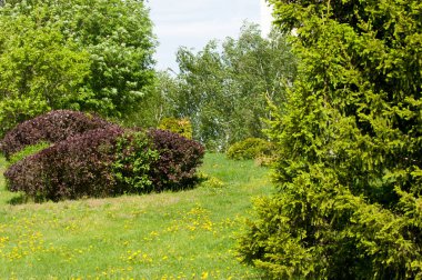 Bahar park, ağaçlar Rüzgar