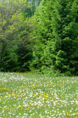 Şehir Parkı bahar. Çam karahindiba