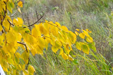 Makro fotoğrafçılık. Yakın çekim. Sonbahar huş dal. Sarı renk