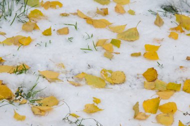 Doku, arka plan, desen. İlk kar üzerinde sarı kırmızı sonbahar yaprakları. Yaprakları yalan yere kar üzerinde.