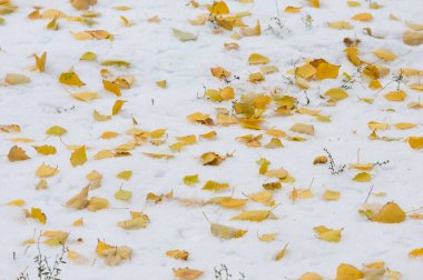 Doku, arka plan, desen. İlk kar üzerinde sarı kırmızı sonbahar yaprakları. Yaprakları yalan yere kar üzerinde.