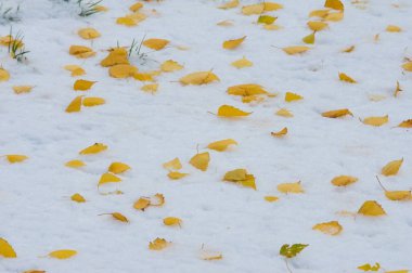 Doku, arka plan, desen. İlk kar üzerinde sarı kırmızı sonbahar yaprakları. Yaprakları yalan yere kar üzerinde.