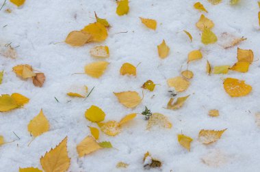 Doku, arka plan, desen. İlk kar üzerinde sarı kırmızı sonbahar yaprakları. Yaprakları yalan yere kar üzerinde.