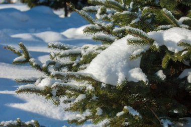 Kış manzarası. Ladin dallarda kar büyük birikimleri vardır. Gökten düşmek, kar taneleri ışık ve, havada dans, ağaçların dalları üzerinde yalan.