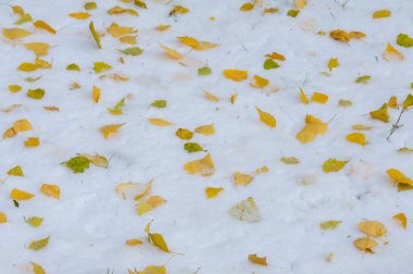 Doku, arka plan, desen. İlk kar üzerinde sarı kırmızı sonbahar yaprakları. Yaprakları yalan yere kar üzerinde.