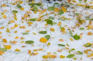 Doku, arka plan, desen. İlk kar üzerinde sarı kırmızı sonbahar yaprakları. Yaprakları yalan yere kar üzerinde.