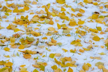 Doku, arka plan, desen. İlk kar üzerinde sarı kırmızı sonbahar yaprakları. Yaprakları yalan yere kar üzerinde.