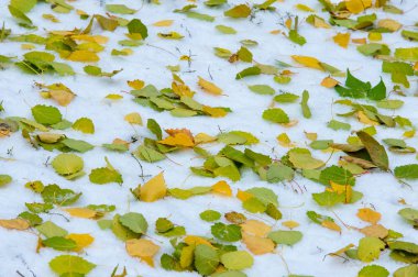 Doku, arka plan, desen. İlk kar üzerinde sarı kırmızı sonbahar yaprakları. Yaprakları yalan yere kar üzerinde.