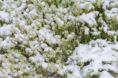 Doku, arka plan, desen. İlk kar. çiçek çiçek yatakta kar ile serpilir. Sonbahar, sıcak hava, hafif bir soğuk sonu