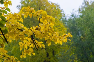 Doku, arka plan, desen. Lindens sonbahar yaprakları bir ağaçta sarıdır. Sayaç ışıkta fotoğraflandı. Linden, kireç, sahte, sahte, stumer, ıhlamur ağacı