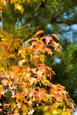 Doku, arka plan, desen. Sonbahar. Bir ağaç, kırmızı sarı turuncu renkler akçaağaç yaprakları