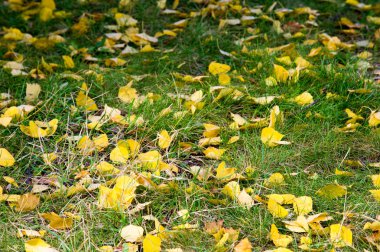 Doku, arka plan, desen. Sonbahar. Çimlerin üstünde sarı sonbahar yaprakları. Sonbahar yaprakları güzel bir halı
