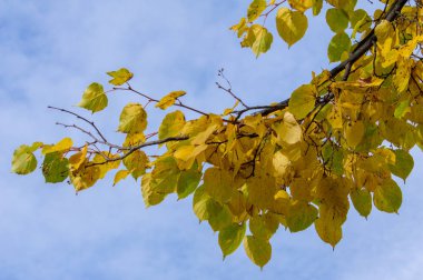 Doku, arka plan, desen. Ihlamur ağacının sarı sonbahar yaprakları