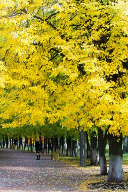 Doku, arka plan, desen. Ihlamur ağacının sarı sonbahar yaprakları