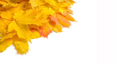 Sonbahar doku. Renkli akçaağaç yaprakları. Fenomen genellikle sonbahar renkleri veya İngiliz İngilizcesi ve sonbahar renkleri, sonbahar yaprakları veya sadece yeşillik sonbahar yaprakları Amerikan İngilizce olarak adlandırılır.