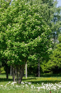 Bahar kentsel peyzaj. Şehir parkları. büyük şehir parkı yeşil çim alanı. güzel sabah ışık yeşil çim sahası ile kamu parki
