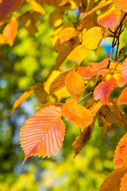 Doku, arka plan, desen. Bir ağaç üzerinde sarı kırmızı sonbahar yaprakları. Güzel sıcak fotoğraf