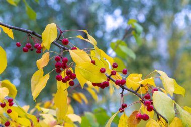 Elma dekoratiftir, diğer türler genellikle crabapples, yengeç elma veya vahşi bilinir. Kuzey yarıkürenin ılıman bölge için yerel cinsidir.