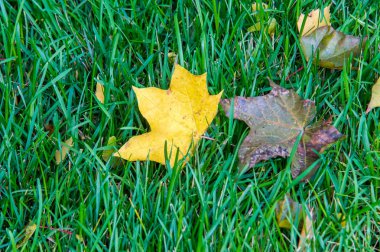 Doku, arka plan, desen. Yere sarı kırmızı sonbahar yaprakları, güzel halı sonbahar yaprakları