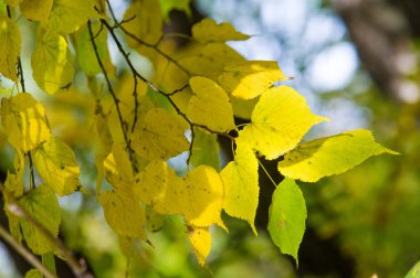 Doku, arka plan, desen. Ihlamur ağacının sarı sonbahar yaprakları