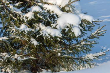 Kış manzarası. Ladin dallarda kar büyük birikimleri vardır. Gökten düşmek, kar taneleri ışık ve, havada dans, ağaçların dalları üzerinde yalan.