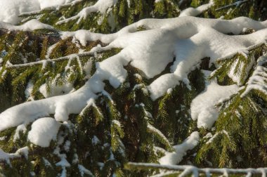 Kış manzarası. Ladin dallarda kar büyük birikimleri vardır. Gökten düşmek, kar taneleri ışık ve, havada dans, ağaçların dalları üzerinde yalan.