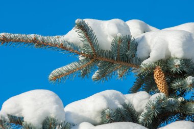 Kış manzarası. bir mavi çam ağacı dalı kar dalları üzerinde yatıyor. Güneşli soğuk gün. Noel kartı