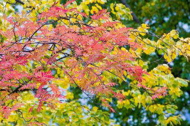 Doku, arka plan, desen. Kırmızı sarı yeşil ağaç yaprak. Rowan