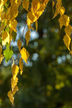 Sonbahar yaprakları genellikle birçok yaprak döken ağaçlar ve çalılar ile sonbahar sezonu birkaç haftadır çeşitli kırmızı sarı mor turuncu tonları aldıkları yeşil yaprakları rengidir