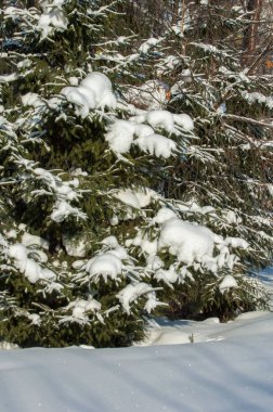 Kış manzarası. Ladin dallarda kar büyük birikimleri vardır. Gökten düşmek, kar taneleri ışık ve, havada dans, ağaçların dalları üzerinde yalan.