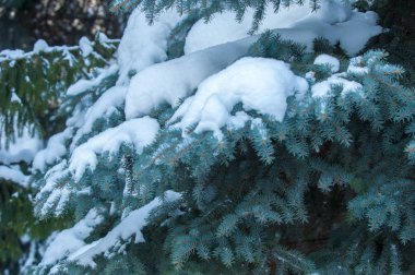 Kış manzarası. bir mavi çam ağacı dalı kar dalları üzerinde yatıyor. Güneşli soğuk gün. Noel kartı