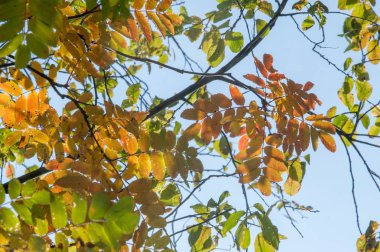 Doku, arka plan, desen. Kırmızı sarı yeşil ağaç yaprak. Rowan