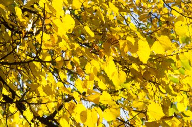 Doku, arka plan, desen. Ihlamur ağacının sarı sonbahar yaprakları