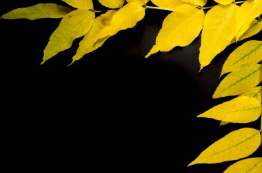 Doku, arka plan, desen. Ahşap farklı türde sonbahar yaprakları 