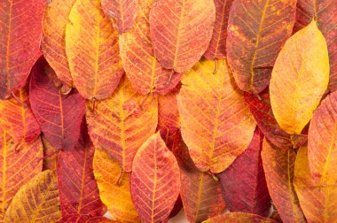 Doku, arka plan, desen. Sonbahar. kiraz yaprakları yaprakları beyaz izole arka planda