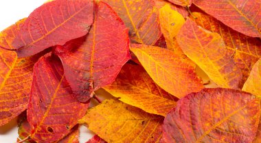 Doku, arka plan, desen. Sonbahar. kiraz yaprakları yaprakları beyaz izole arka planda